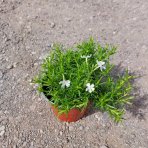 Flox šidlolistý (Phlox subulata) 'WHITE DELIGHT' - kont. C1L